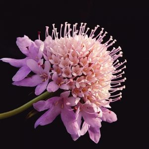 Image of a pincushion flower, a pinkish domed head with purple petals.