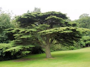Image of a large cedar tree