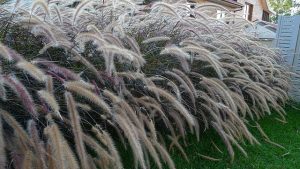 Image of purple fountain grass, an ornamental grass with long stems and purple flowers