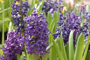 Image of purple hyacinth flowers